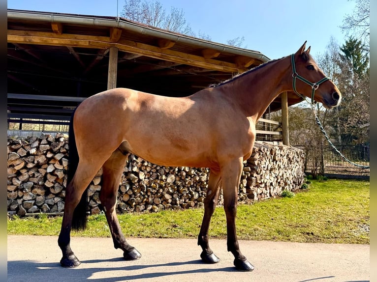 Holstein Gelding 6 years 16,2 hh Brown in Sangerhausen