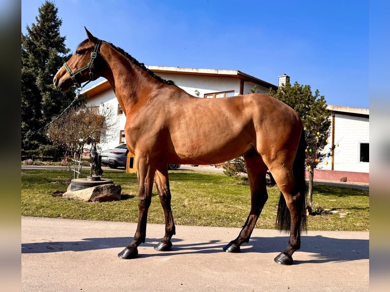 Holstein Gelding 6 years 16,2 hh Brown in Sangerhausen