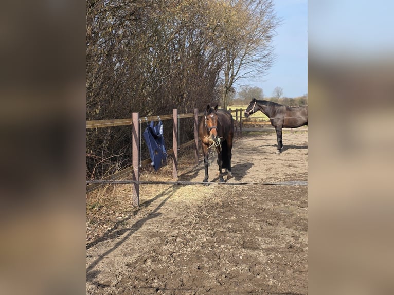 Holstein Gelding 6 years 16,2 hh Brown in kecskemét