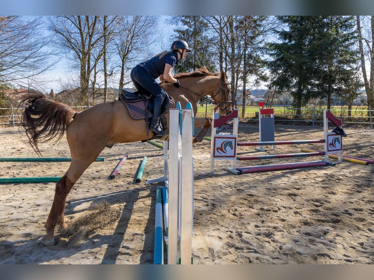 Holstein Gelding 6 years 16,2 hh Chestnut-Red in Lochen