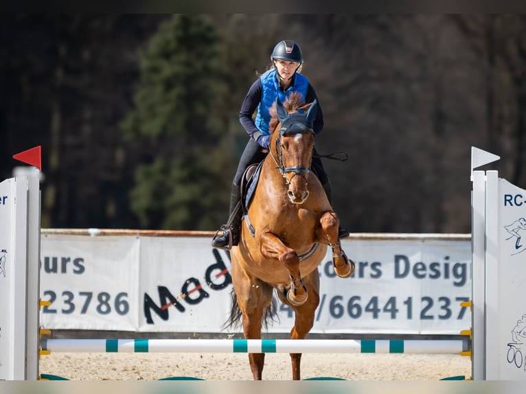 Holstein Gelding 6 years 16,2 hh Chestnut-Red in Lochen