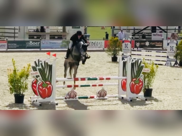 Holstein Gelding 6 years 16,2 hh Gray in Celle