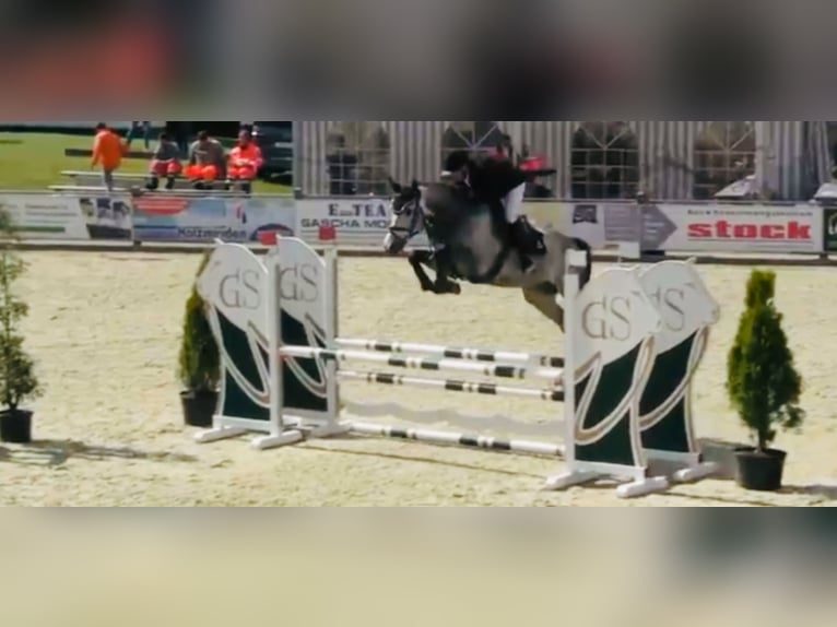 Holstein Gelding 6 years 16,2 hh Gray in Celle