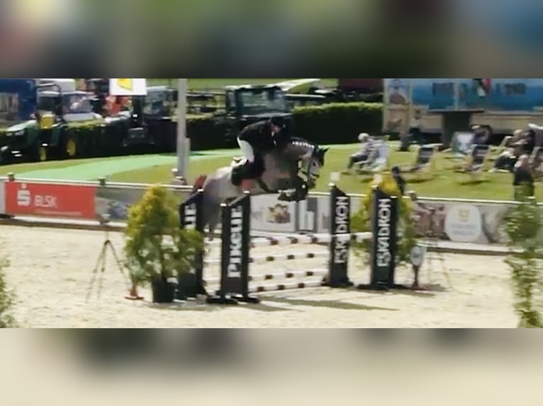 Holstein Gelding 6 years 16,2 hh Gray in Celle
