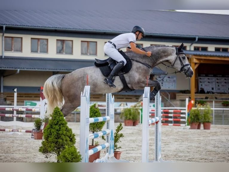 Holstein Gelding 6 years 16,2 hh Grey in 's-Gravenhage
