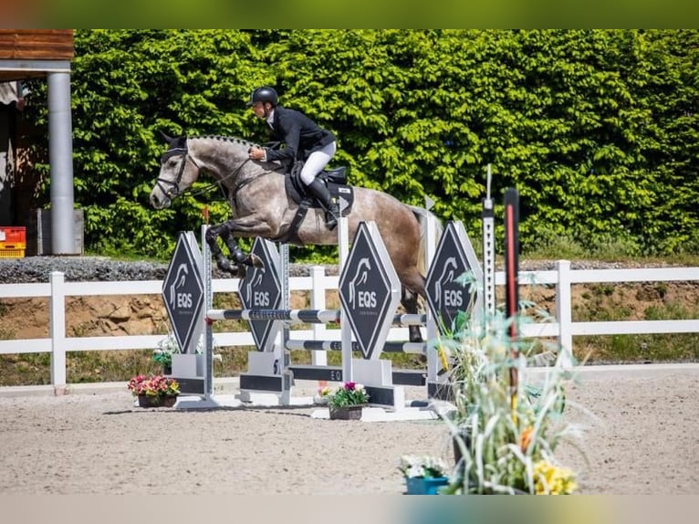 Holstein Gelding 6 years 16,2 hh Grey in 's-Gravenhage