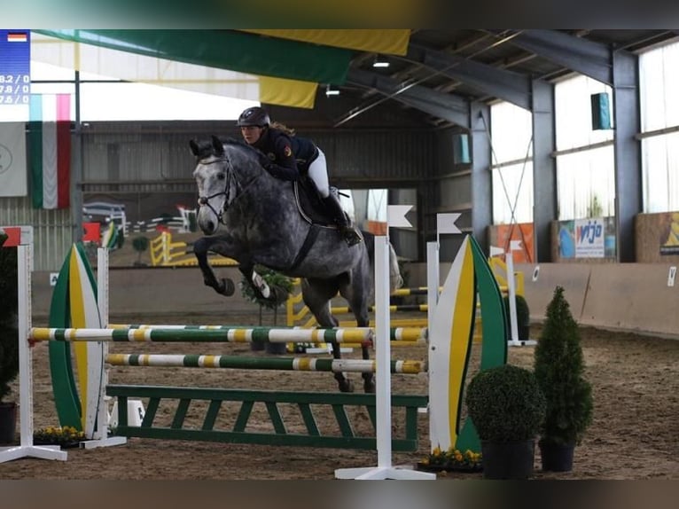 Holstein Gelding 6 years 16,2 hh Grey in München