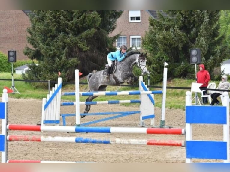 Holstein Gelding 6 years 16,2 hh Grey in München