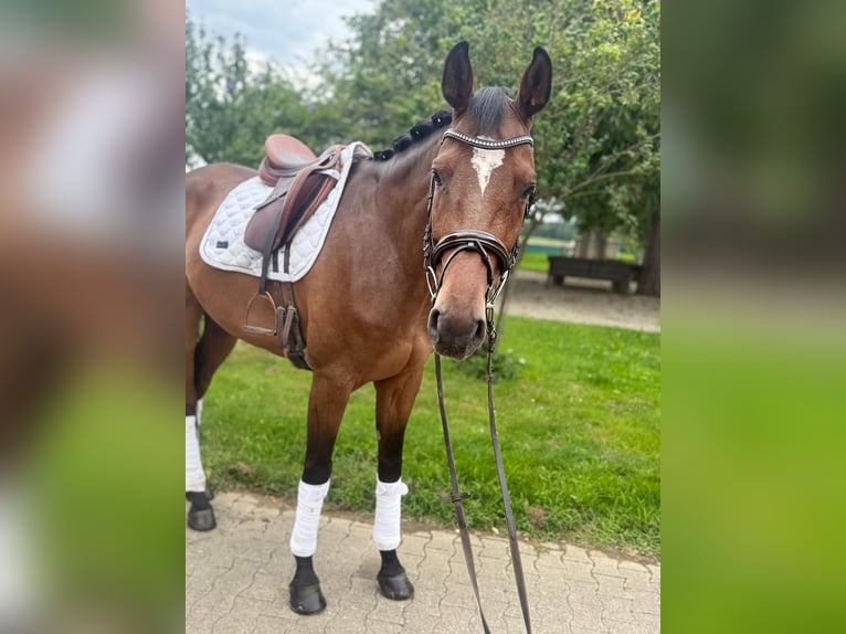 Holstein Gelding 6 years 16,2 hh in Gundelfingen