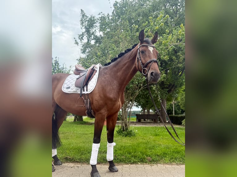 Holstein Gelding 6 years 16,2 hh in Gundelfingen