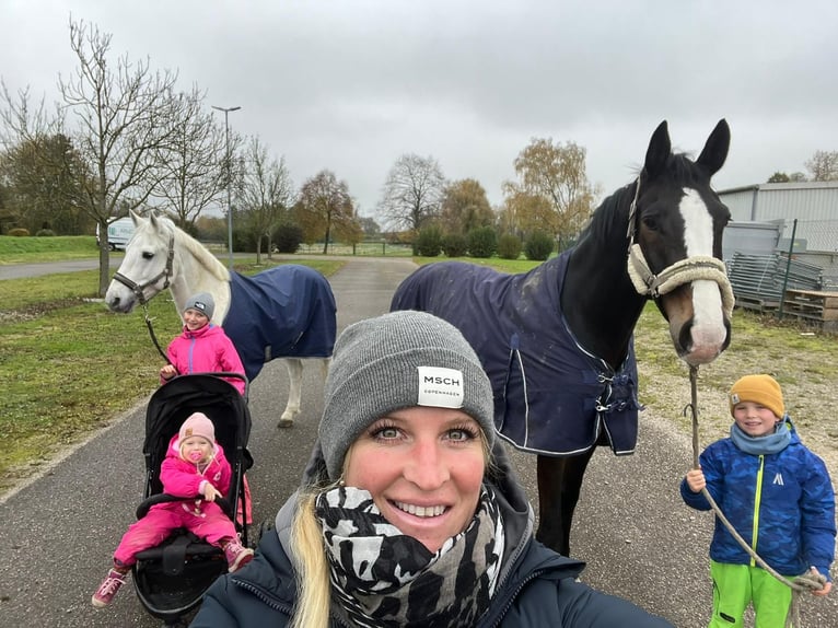 Holstein Gelding 6 years 16,3 hh Bay-Dark in B&#xFC;hl