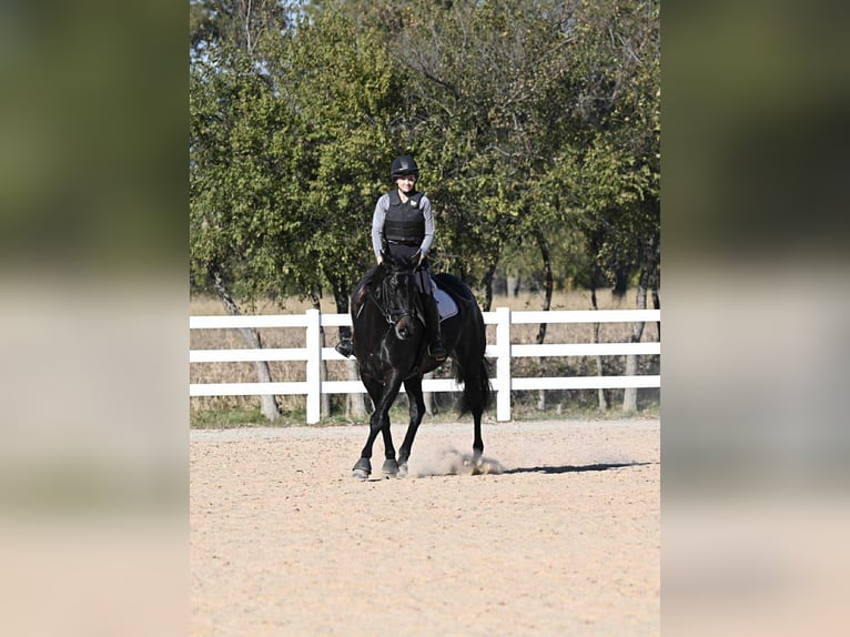 Holstein Gelding 6 years 16,3 hh Black in Forney