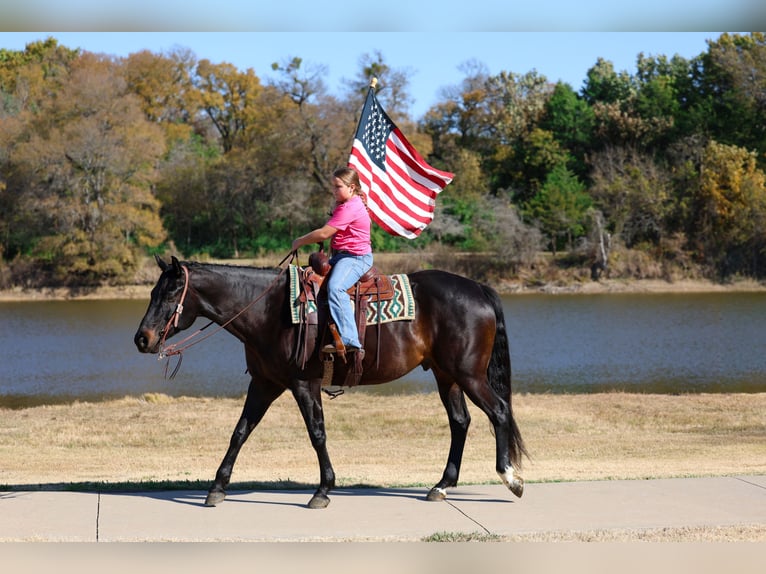 Holstein Gelding 6 years 16,3 hh Black in Forney