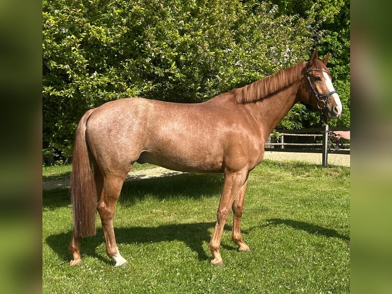 Holstein Gelding 6 years 16,3 hh Chestnut-Red in Steinburg