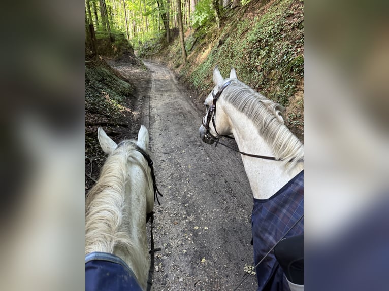 Holstein Gelding 6 years 16,3 hh Grey in Gaienhofen