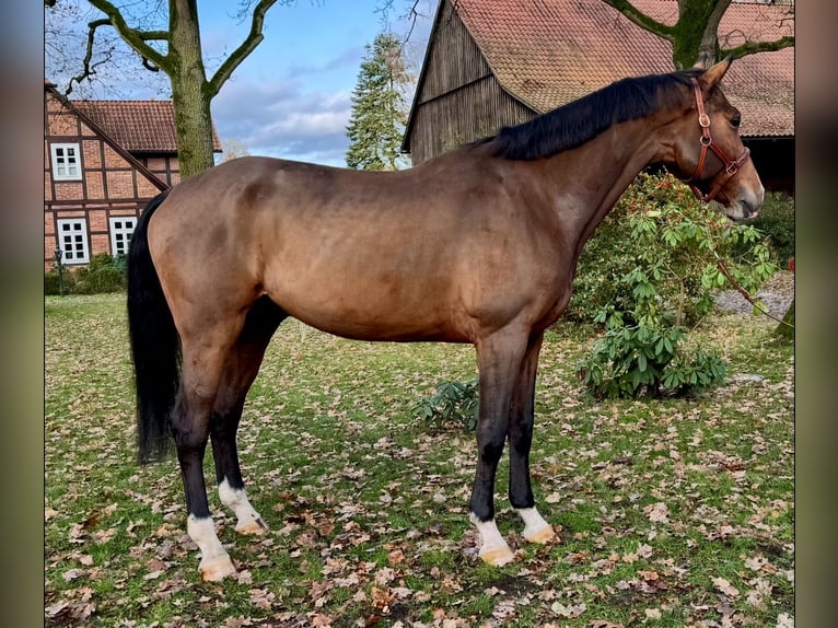 Holstein Gelding 6 years 17,1 hh Brown in Celle