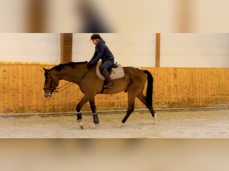 Holstein Gelding 6 years 17,1 hh Brown in Celle