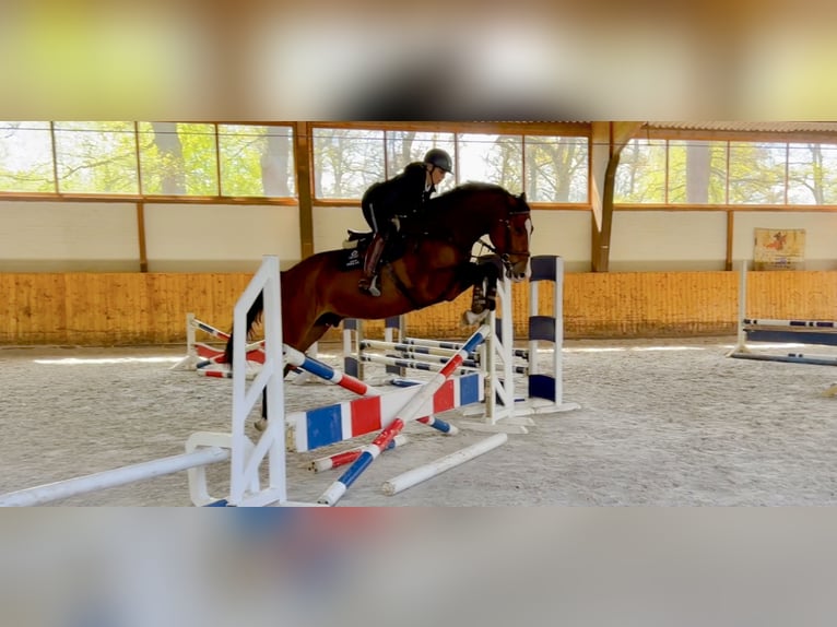 Holstein Gelding 6 years 17,1 hh Brown in Celle