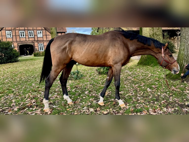 Holstein Gelding 6 years 17,1 hh Brown in Celle