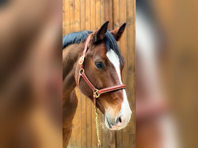 Holstein Gelding 6 years 17,1 hh Brown in Celle