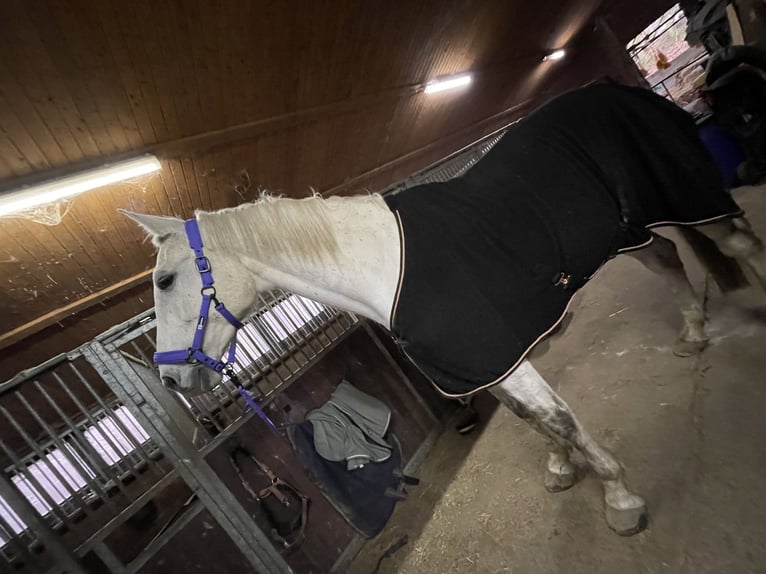 Holstein Mix Gelding 6 years 17,1 hh Gray-Dapple in Bochum