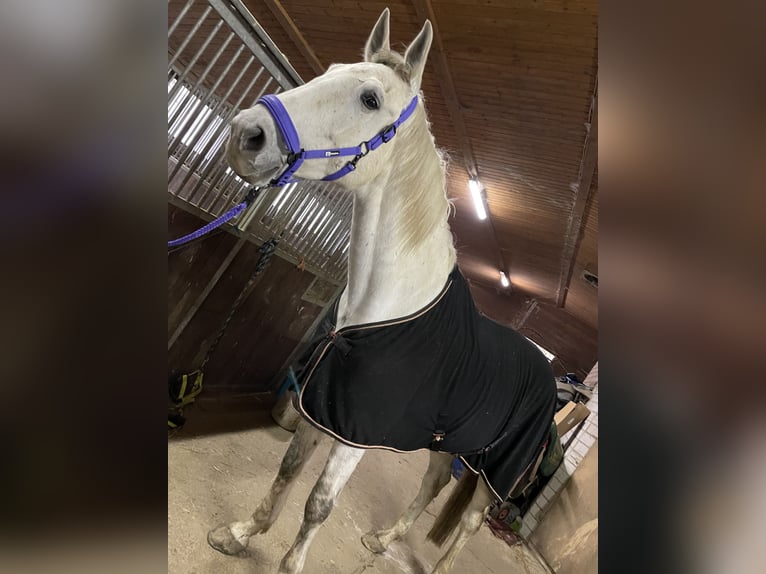 Holstein Mix Gelding 6 years 17,1 hh Gray-Dapple in Dortmund