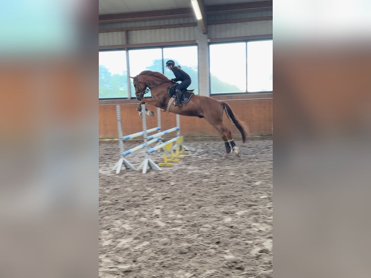 Holstein Gelding 6 years 17,2 hh Chestnut-Red in Tangstedt