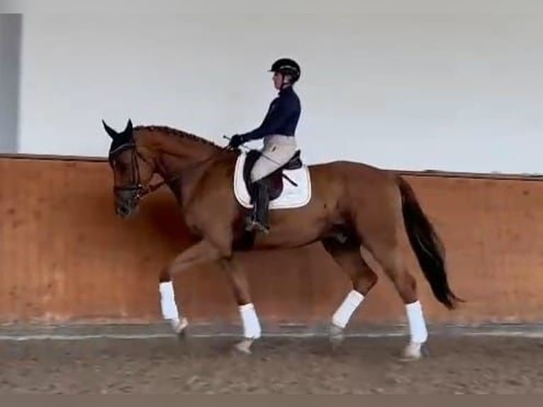 Holstein Gelding 6 years 17,2 hh Chestnut-Red in Tangstedt