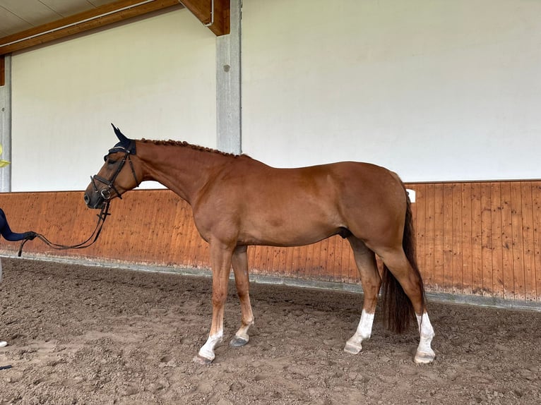 Holstein Gelding 6 years 17,2 hh Chestnut-Red in Tangstedt