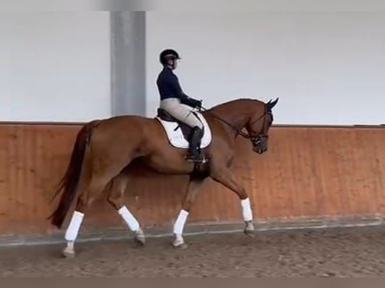 Holstein Gelding 6 years 17,2 hh Chestnut-Red in Tangstedt