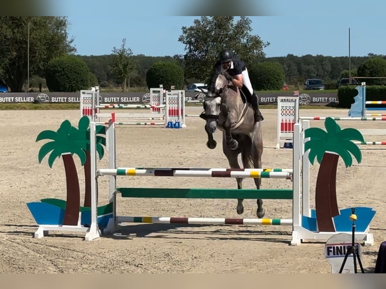 Holstein Gelding 6 years 17,2 hh Gray-Dapple in Emancé