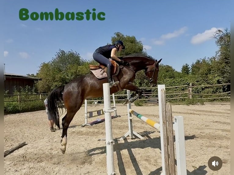 Holstein Gelding 6 years 17 hh Bay-Dark in Bad Homburg vor der HöheBad Homburg