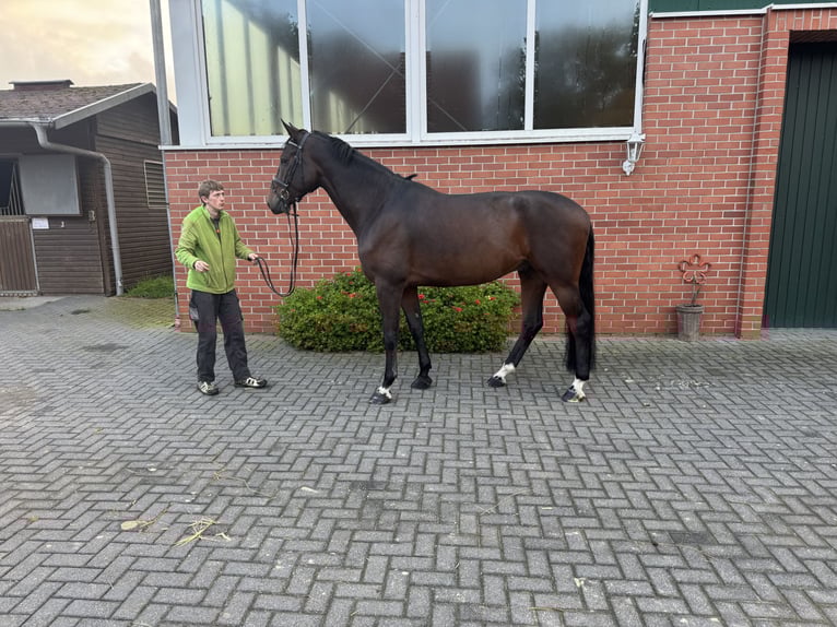 Holstein Gelding 6 years 17 hh Bay-Dark in Isterberg