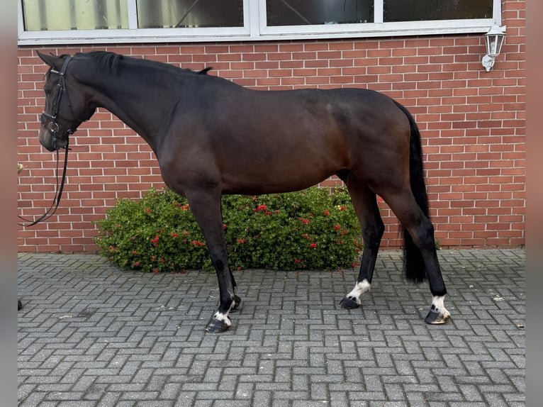 Holstein Gelding 6 years 17 hh Bay-Dark in Isterberg