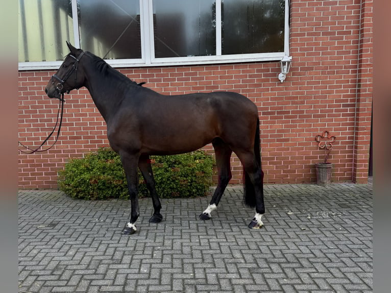 Holstein Gelding 6 years 17 hh Bay-Dark in Isterberg