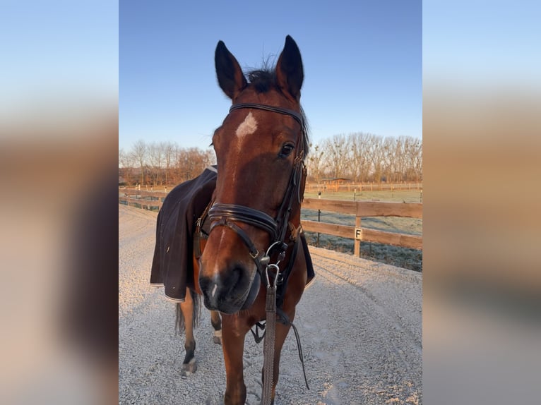 Holstein Gelding 6 years 17 hh Brown in Dallgow-Döberitz