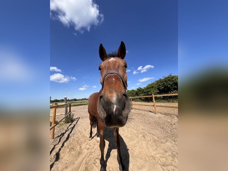 Holstein Gelding 6 years 17 hh Brown in Dallgow-Döberitz