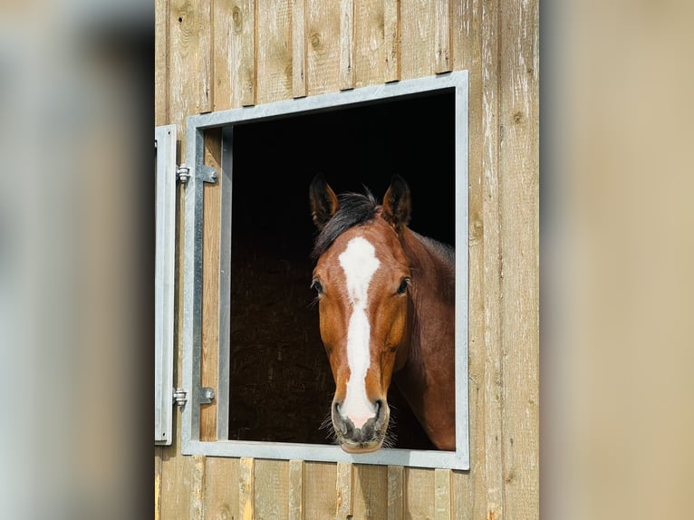 Holstein Gelding 6 years 17 hh Brown in Ehra-Lessien