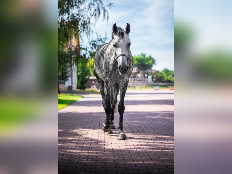 Holstein Gelding 6 years 17 hh Gray-Dapple in Győrújbarát