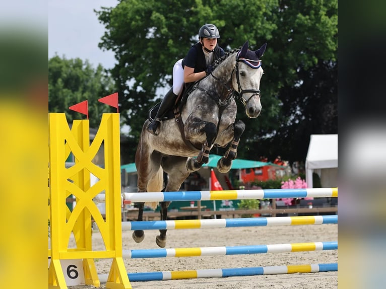 Holstein Gelding 6 years 17 hh Gray-Dapple in Felde