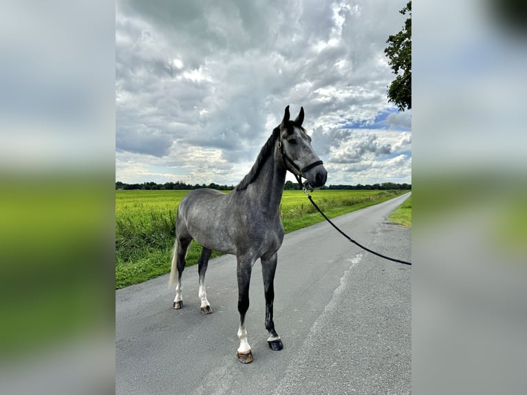 Holstein Gelding 6 years 17 hh Gray in Ovelg&#xF6;nne