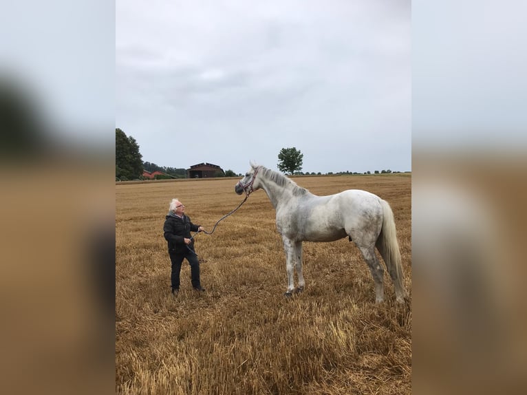 Holstein Gelding 6 years 17 hh Gray in Walzbachtal