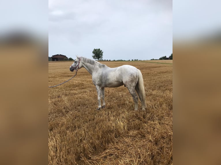 Holstein Gelding 6 years 17 hh Gray in Walzbachtal