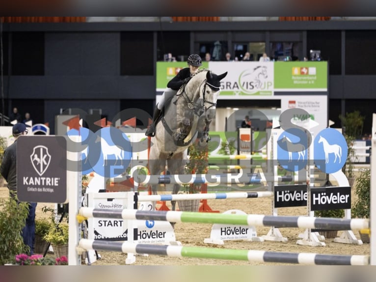 Holstein Gelding 6 years 17 hh Grey in Hasbergen