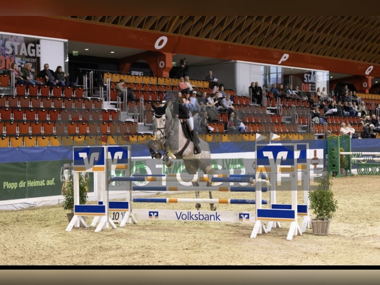 Holstein Gelding 6 years 17 hh Grey in Hasbergen