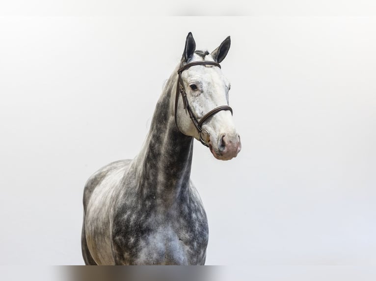 Holstein Gelding 6 years 17 hh  in Waddinxveen