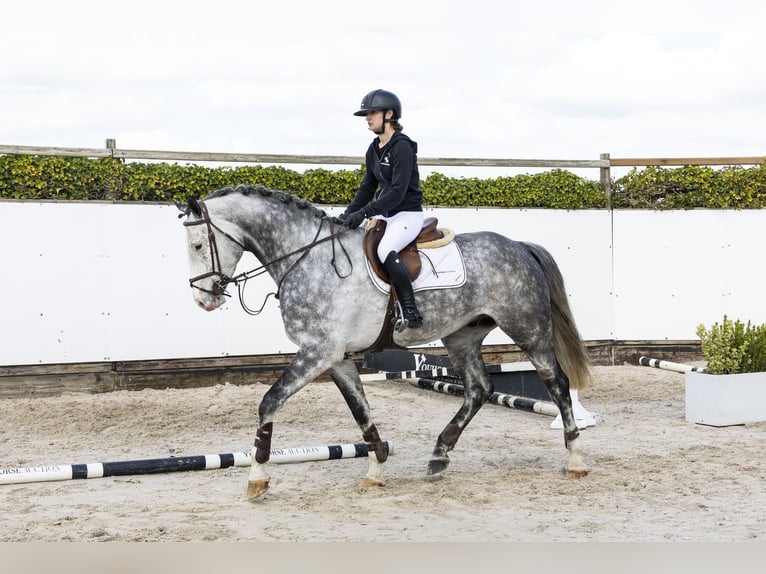 Holstein Gelding 6 years 17 hh  in Waddinxveen