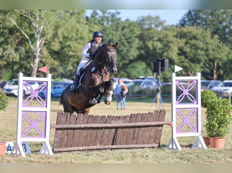 Holstein Gelding 6 years 17 hh Smoky-Black in Heidgraben