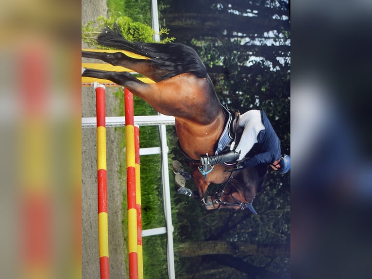 Holstein Gelding 6 years 17,1 hh Bay-Dark in Sankt Peter-Ording