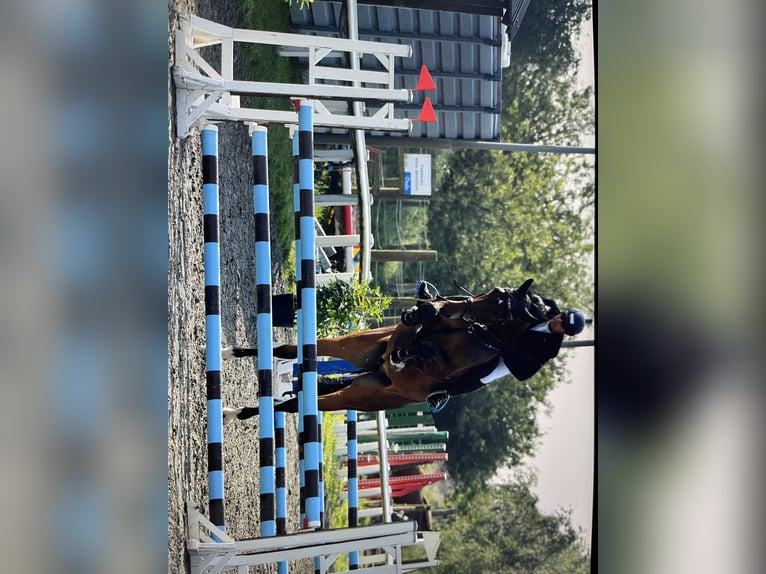 Holstein Gelding 6 years 17,1 hh Bay-Dark in Sankt Peter-Ording